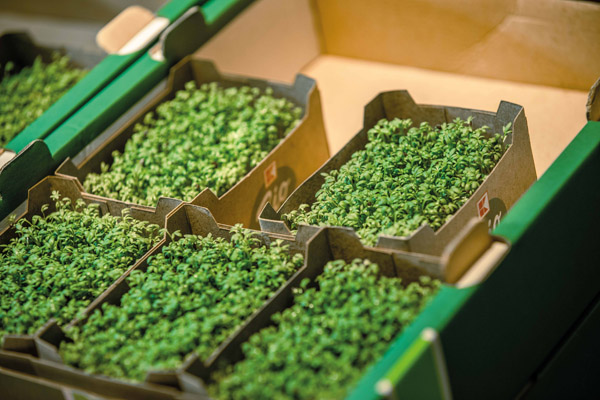 Nach einer erfolgreichen Pilotphase werden Verpackungen auf Basis der Silphie-Pflanze nun erstmals im Bereich Obst und Gemüse bei Kaufland in den Handel gebracht (Quelle: Kaufland)