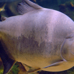 Fischhaut als Rohstoff für biobasierte Lebensmittelverpackungen