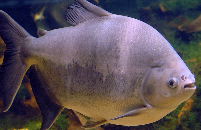 Fischhaut als Rohstoff für biobasierte Lebensmittelverpackungen